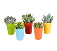 Mix Piante Grasse, Vaso in Plastica, da Interno, Set da 5, 5.5 cm