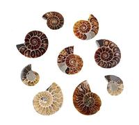 MIXIUJIEN Pezzi di conchiglie fossili di ammonite naturale del Madagascar - Esemplare di conchiglia a spirale di calcite preistorica, unico fossile decorativo - 12 pezzi, One Size, Nessuna pietra