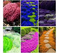 Mixrug 5007+ Fragrante Mix di semi di timo striscianti copertura del terreno, semi di timo multicolore Serpyllum, timo lanoso resistente al calore, tappeto adatto alle api a bassa manutenzione tra le