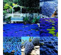 Mixrug Semi di timo lanoso blu, 20001+ semi di timo blu striscianti copertura del terreno, resistente alla siccità, semi di timo non OGM, resistente ai cervi tra pietre miliari e giardino roccioso