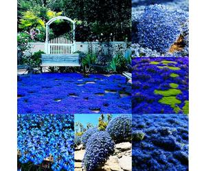 Mixrug Semi di timo lanoso blu, 20001+ semi di timo blu striscianti copertura del terreno, resistente alla siccità, semi di timo non OGM, resistente ai cervi tra pietre miliari e giardino roccioso