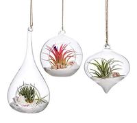Mkouo 3 Pack Glass Hanging Planter Air Fern Holder Terrarium Plants Hanger Vase Home Decoration Xmas Gift for Succulent Moss Tillandsias Air Plants, Olive, Globe And Teardrop
