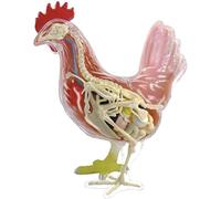 MNJVCFDS 1pc 4D Modello di Anatomia dello Scheletro del Pollo - 32 Parti Rimovibili per la Scienza e l'assistenza Sanitaria