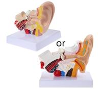 MNUPL 1 pz. Modello di supporto medico 1,5 volte le dimensioni reali Modello di anatomia dell'orecchio umano Organo Forniture didattiche mediche professionali