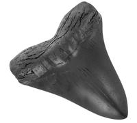 Mobestech Gigante Dente Megalodon Decorazione Fossile e Ufficio Unico e Didattico