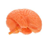 Mobestech Modello Anatomico Del Cervello Umano Staccabile Parte Del Corpo Strumento Didattico Educativo Per Ragazza Modello Scientifico Per Studio Medico