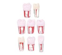 Mobestech Modello di Radice dei Denti Realistico in Resina 8 Pezzi per Formazione Endodontica e Pratica Canalare in Cliniche e Scuole Dentali