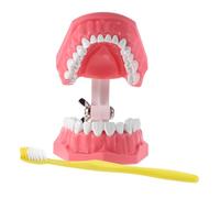 Mobestech Modello Didattico Denti con Spazzolino Strumento Interattivo per Educazione Orale in Casa e Scuola Materiale Resistente e Facile da per Insegnamento Igiene Orale