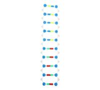 Mobestech Modello Doppia Spirale del Dna Modello di Dna Scientifico Strumento di Apprendimento Giocattolo da Assemblare per Classe e Laboratorio di Geni Umani