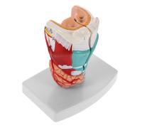 Mobestech Modello Medico Di : Anatomia Laringea Umana Realistica Per Uso Clinico - Strumento Didattico Anatomico Portatile Della Faringe Per Una Maggiore Efficienza Di Apprendimento