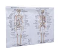 Mobestech Poster Anatomico Muscolare Umano su Seta Fili Immagine Didattica Chiara per Studio di Scheletro e Struttura Corporea per Scuole e Laboratori