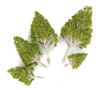 MOBUTOFU 5 Pezzi Alberi di Modello Poplar Decorativi in Plastico e Cemento Verde, 5 Dimensioni, per Decorazione Soggiorno e Cucina, Paesaggi in Miniatura per Modellismo