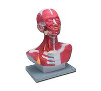 MOD. MUSCOLATURA TESTA-COLLO - 1X