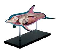 modalità Anatomica - Organo e Corpo Staccabili 18 Parti Modello anatomico Animale - per l'insegnamento dello Studio Modello Medico