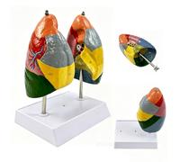Modalità colorimetrica del segmento polmonare di anatomia polmonare con texture chiara ed etichetta digitale