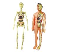 Modalità Corpo Umano, 17 Pezzi Modello Umano Rimovibile, Anatomia Del Busto
