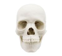 Model | 15-Part Detachable Heads | Realistic Head Anatomical Model, Studying Caps for Anatomy Study Course