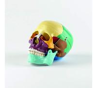 Model - Life Size Skull With Coloured Bones, Transversely Cut Calvarium, Interior Structures of the Skull, Moveable Mandible, Made of PVC Plastic, 19 x 15 x 21cm, Visual Aid for Educational Purposes