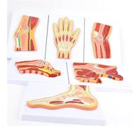Modelli a sezione trasversale del gomito della spalla del ginocchio | Regalo medico, set di modelli di anatomia dell'articolazione umana, for l'insegnamento, dimostrazione anatomica