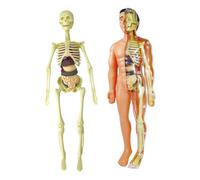 Modelli anatomia Modelli Didattici Del Corpo, Del Cuore, Modello di Scheletro