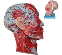 Modelli Anatomici A Grandezza Naturale, Teschi, Muscoli del Cervello E del Collo Umani, Modelli per La Didattica Medica,