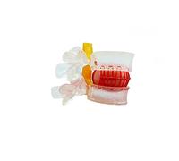 Modelli anatomici colore trasparente anatomia umana scheletro colonna vertebrale disco lombare ernia modello didattico materiale scolastico Instrume (colore: bianco) (colore: trasparente)