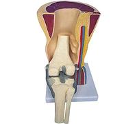Modelli anatomici, con legamenti, scheletro, muscolo, modello anatomico for studio, esposizione, insegnamento, di organo medico