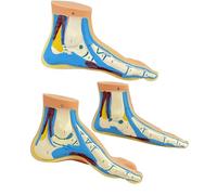 Modelli anatomici di anatomia a grandezza naturale dei modelli della struttura del piede 3PCS per la dimostrazione dell'aula e le impostazioni cliniche Modello del PVC