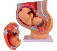Modelli anatomici for la gravidanza Modello anatomico del bacino for la gravidanza umana con modello di feto di bambino di 9 mesi rimovibile Strumenti educativi