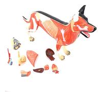 Modelli anatomici Modelli Modello Organo Muscolare Cane Modello Anatomia Cane Tessuto Organo Canino Esemplari organi muscolari Modelli Allevamento Animali Formazione veterinaria Livello Superiore