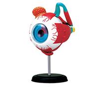 Modelli anatomici, Modello anatomico del bulbo oculare - Formazione medica Smontaggio e montaggio di 32 parti for l'insegnamento medico