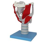 Modelli anatomici, Modello anatomico della gola - Indicatore in 24 parti for l'insegnamento e la presentazione dell'anatomia umana