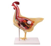 Modelli anatomici, Modello anatomico di gallina staccabile in 3DKit modello scheletro e anatomia polloSimulazione organi pollo