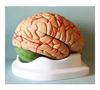 Modelli anatomici, Modello anatomico smontato del cervello umano, strumento didattico medico for l'esposizione di studi scientifici in classe