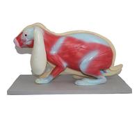 Modelli anatomici, Modello di biologia staccabile, sussidi didattici for studenti biologia/scienza, materiale laboratorio