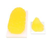 Modelli anatomici, Modello di tessuto adiposo - for nutrizionistaCorso scienze anatomiche for studenti medicina1,1 libbre/5 libbre