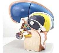 Modelli Anatomici Modello Talamico Neuro Anatomico Modello Del Tronco Encefalico, Modello Del Tronco Encefalico E Nucleo Ipotalamico 4 Parti Ingrandimento 3X A