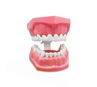 Modelli Dentali Per Studenti Materiali Didattici E Strumenti Per | Dentale Didattico Più Spazzolino Forniture Studio Bocca Uomo Ragazzo Ragazza Giovane Adolescente