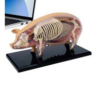 Modelli Di Anatomia Animale Per Bambini,Modello Di Anatomia Di Maiale Allenamento,Giocattolo Scientifico Rimovibile Per Dimostrazioni | Materiale Didattico Per Studenti Laboratori