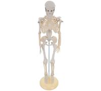 Modelli Di Anatomia Corpo Umano Giocattoli Umana Educazione Scientifica