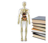 Modelli di anatomia Corpo umano - Modello scheletro umano, Modello anatomico scheletro | Modello di anatomia del busto umano con scheletro del cervello del della testa del cuore, strumento