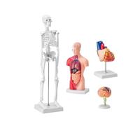 Modelli di anatomia umana in 4 pezzi Torso da 28 cm + Scheletro da 45 cm + Modello di cervello + Modello di cuore, set completo di organi rimovibili