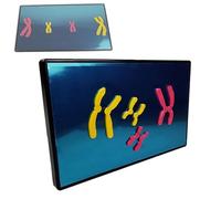 Modelli di cellule biologiche, modello di meiosi di cellule animali con tabellone blu, componente del modello di modifiche cromosomiche durante la meiosi, for dimostrazione in aula.