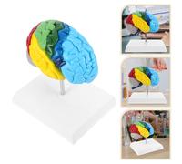 Modelli di cervello umano in 1:1 anatomico per