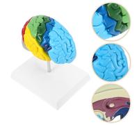 Modelli di cervello umano in 1:1 Modello dell'emisfero destro del