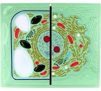 Modelli di confronto tra cellule animali e vegetali Scienza Pianta Modello anatomico delle cellule animali Modello anatomico medico di cellule animali e vegetali Comparativo for l'insegnamento