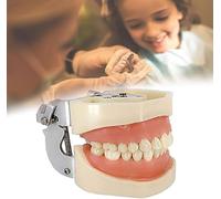 Modelli di corone dentali, modello dimostrativo di denti con impianti dentali, stampo dentale standard per bambini, materiale didattico per lo studio, modello dentale per l'assistenza sanitaria.