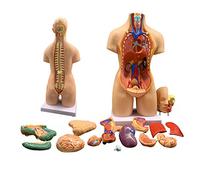 Modelli di Corpo del Torso Umano Modello di Fisiologia 3D 55Cm Torso Medico 19Pieces Organi Modello di Corpo Umano Muñeca di Anatomia Modello di Organi Studenti