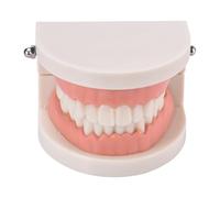 Modelli Di Denti Per Insegnare Ai Bambini - Modello Di Denti Standard | Studio Di Insegnamento Dentale Fornisce Adulti Typodont Dimostrazione Dei Denti Modellistica