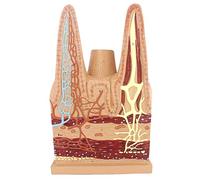Modelli di dissezione, Modello anatomico dei villi dell'intestino tenue umano - Modelli scientifici anatomia umana, modello di apparato in PVC verniciato for, aiuto dimostrazione pedagogica